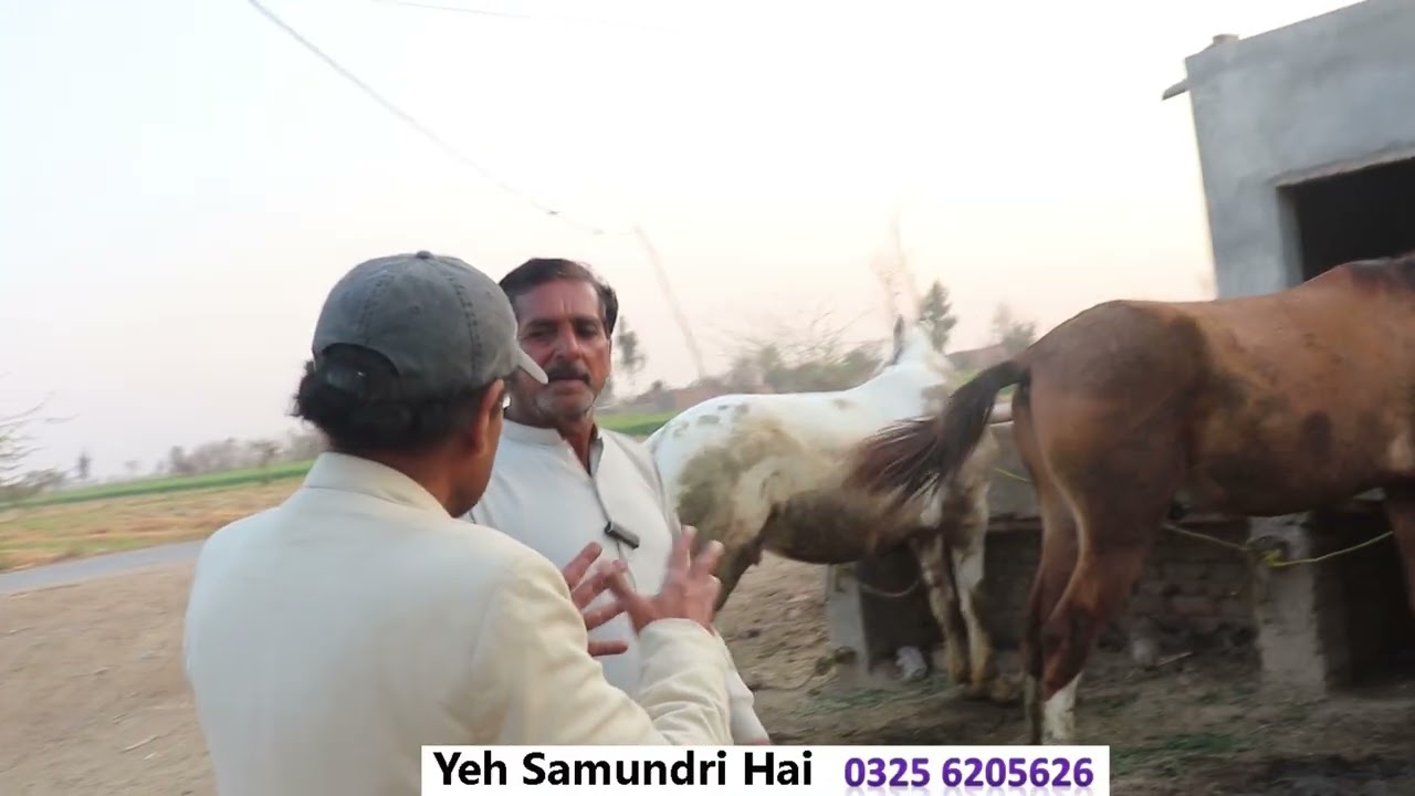 Horses of Ali Sher