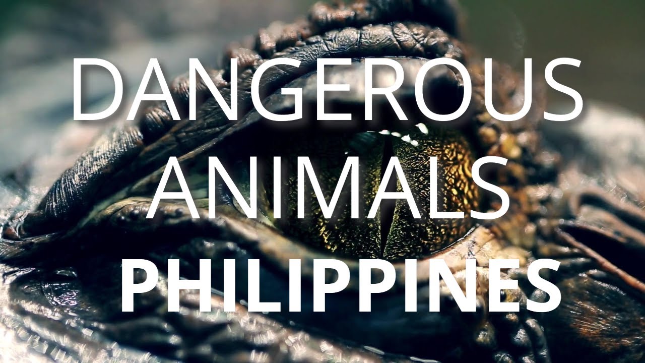 Top 10 Deadliest Animals In The Philippines ❌