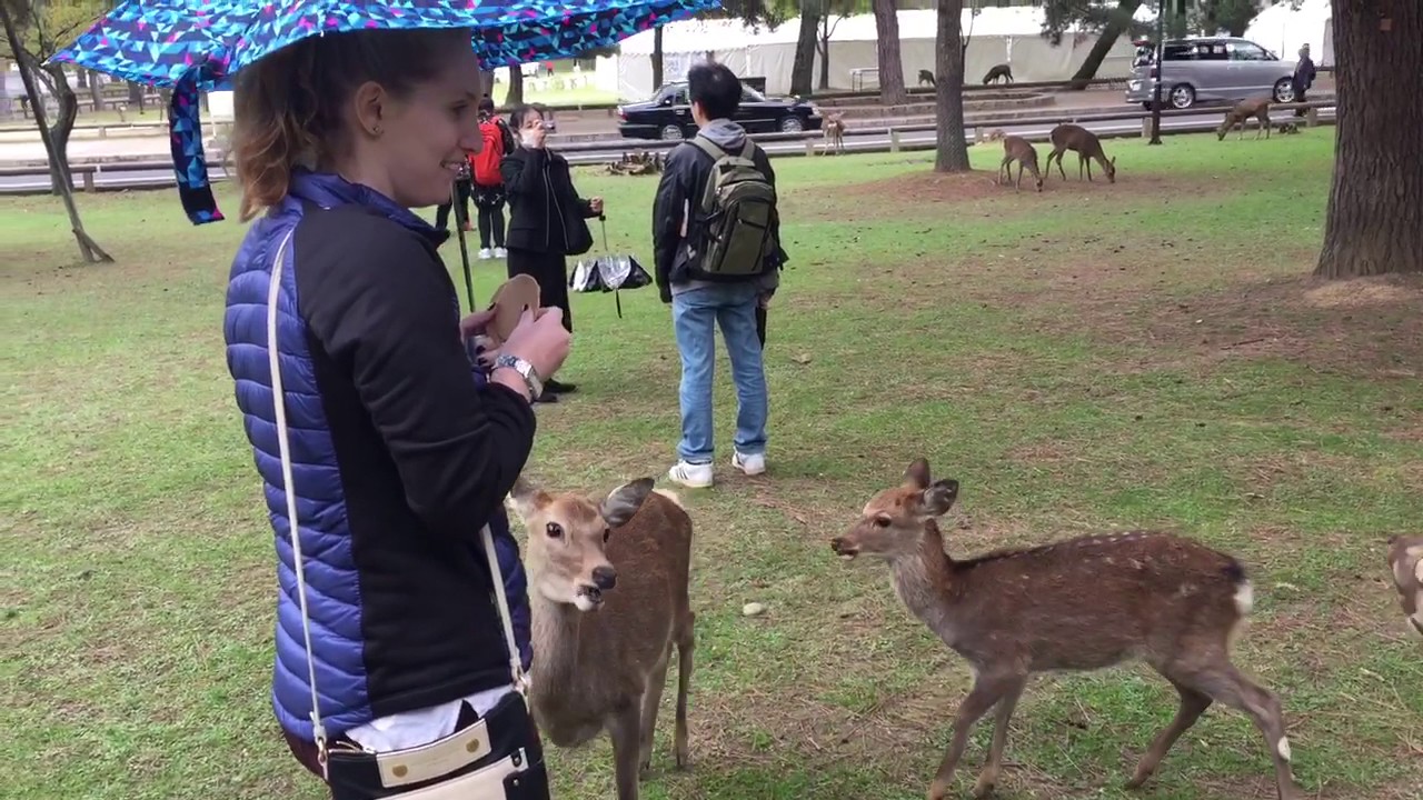 Nara deer attack!