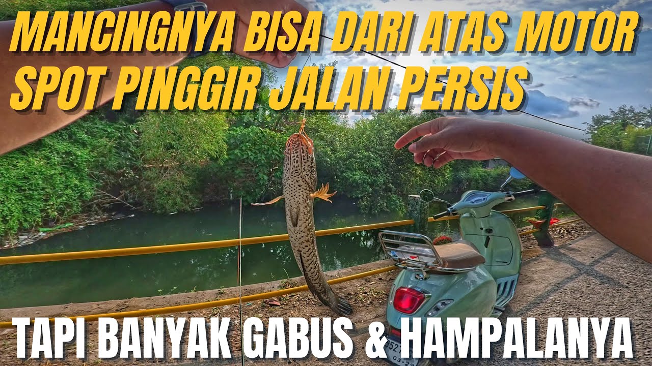 SAMPAI PUTUS PAK UMPAN ANDALANKU‼️😭SIAPA SANGKA ADA GABUS BABON DISITU | Casting Gabus Pinggir Jalan