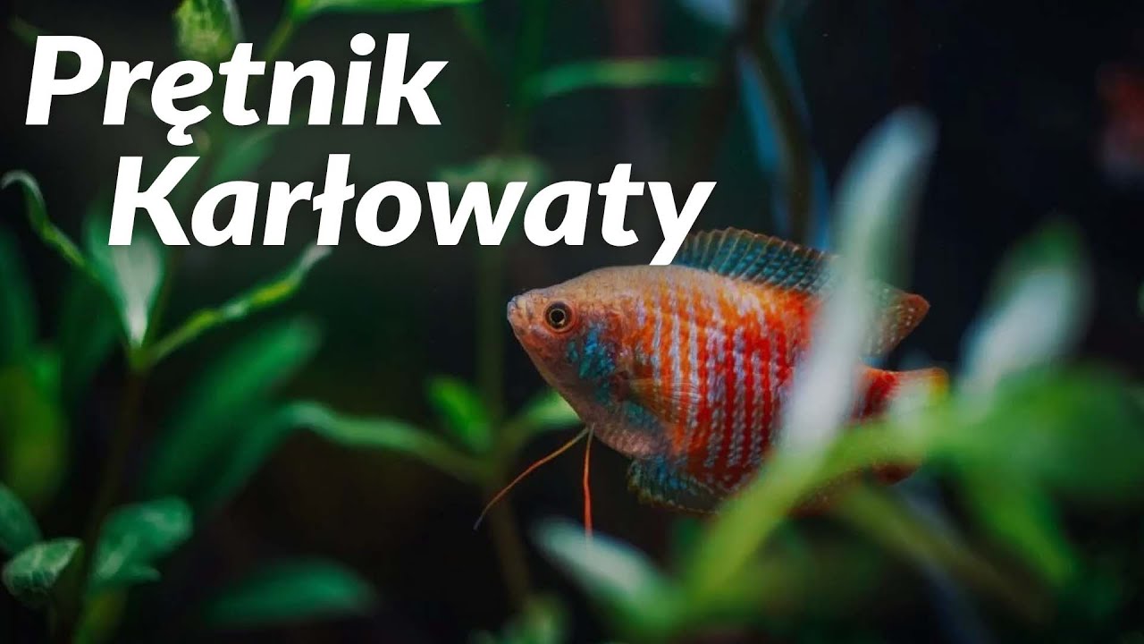 Kr&oacute;tko o Prętniku Karłowatym