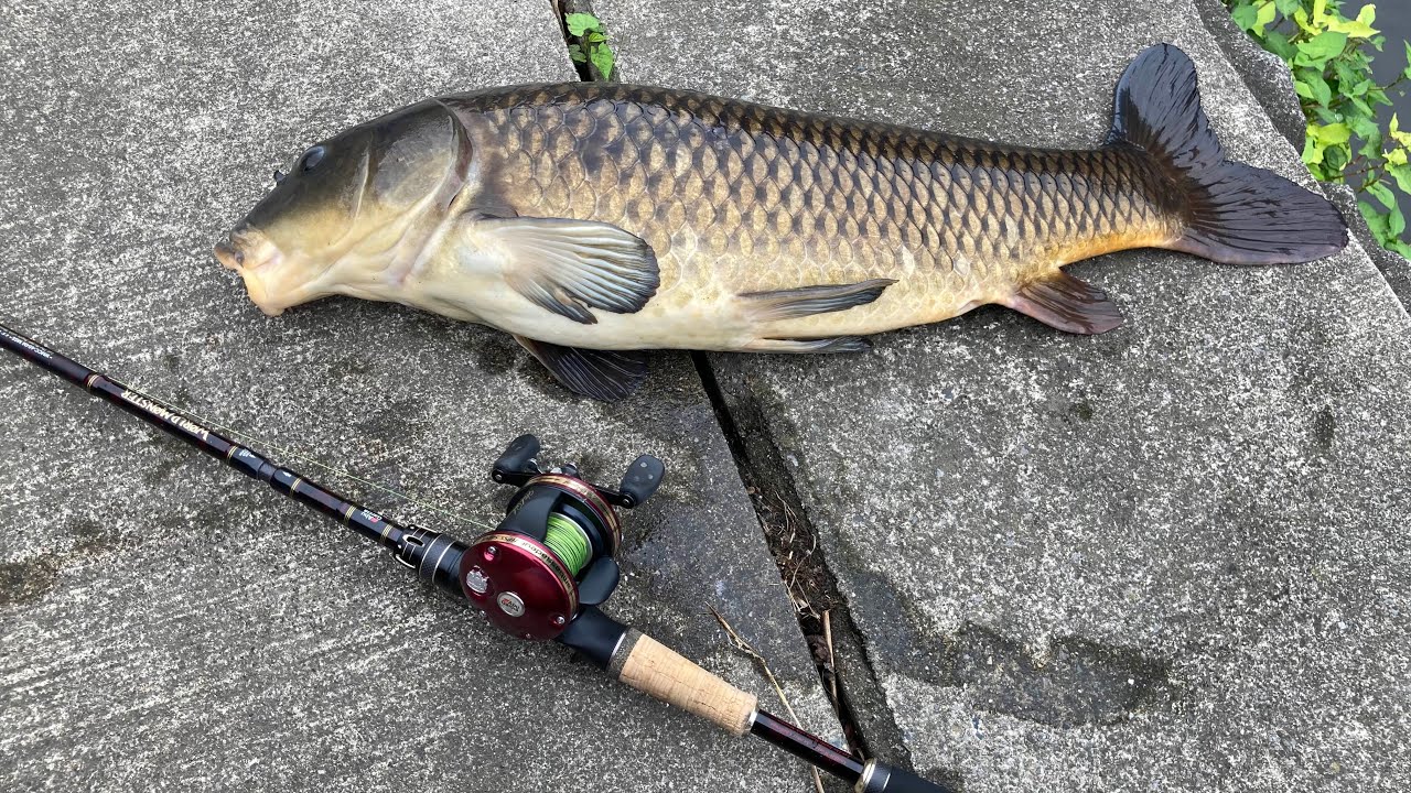 Carp fishing 鯉のパンプカ釣り