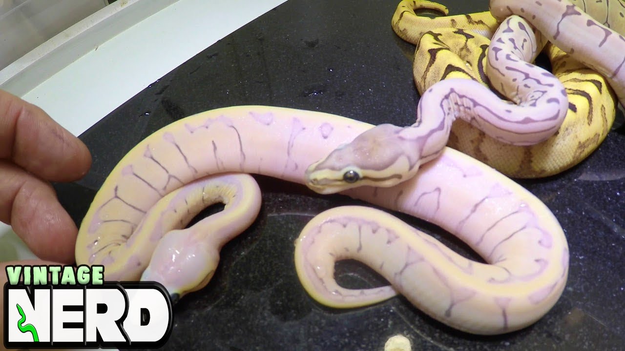 Micro Scale Video #3. More chatter about the Super and why it is NOT a Scaleless Head