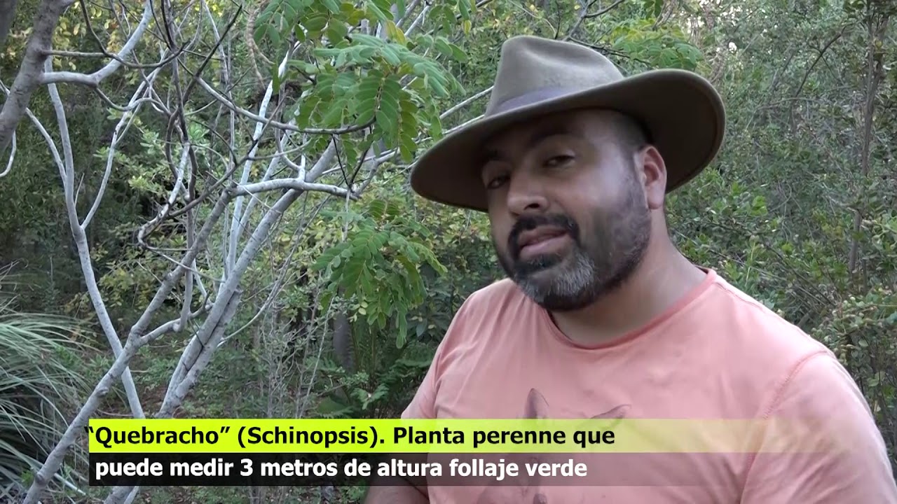 QUEBRACHO ÁRBOL PERENNE SE ENCUENTRA AL SUR DE CHILE