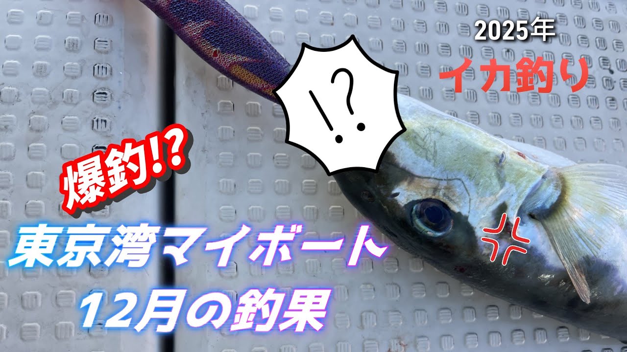 ピットブルろっく2才2か月　2025年12月　東京湾マイボート釣り！今年最後の釣果は。。【American Pit Bull Terrier】Rock