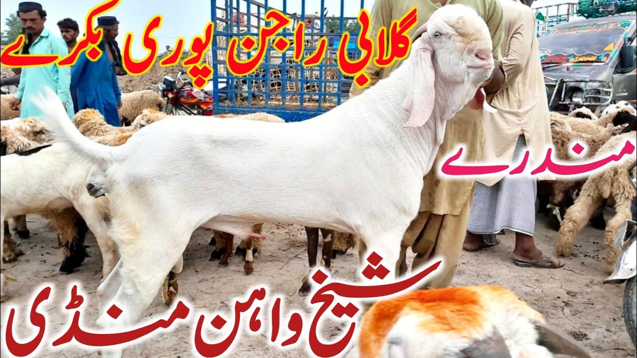 Gulabi Rajin Puri Bakre Goat Mundre Lele | Sheikhwahan Goat Mandi || Mandi Star