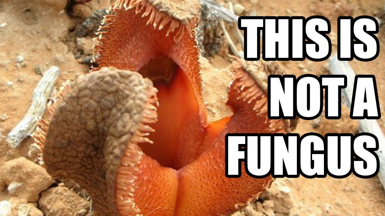 Hydnora africana: The Bizarre Underground Plant That Smells Like Poop