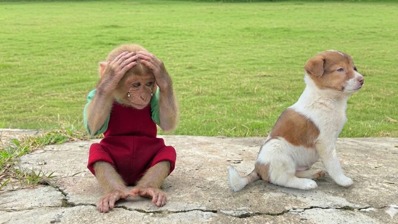 Poor! Monkey Bon Gets Rejected by the Puppy – Heartwarming Ending ❤️🐒🐶