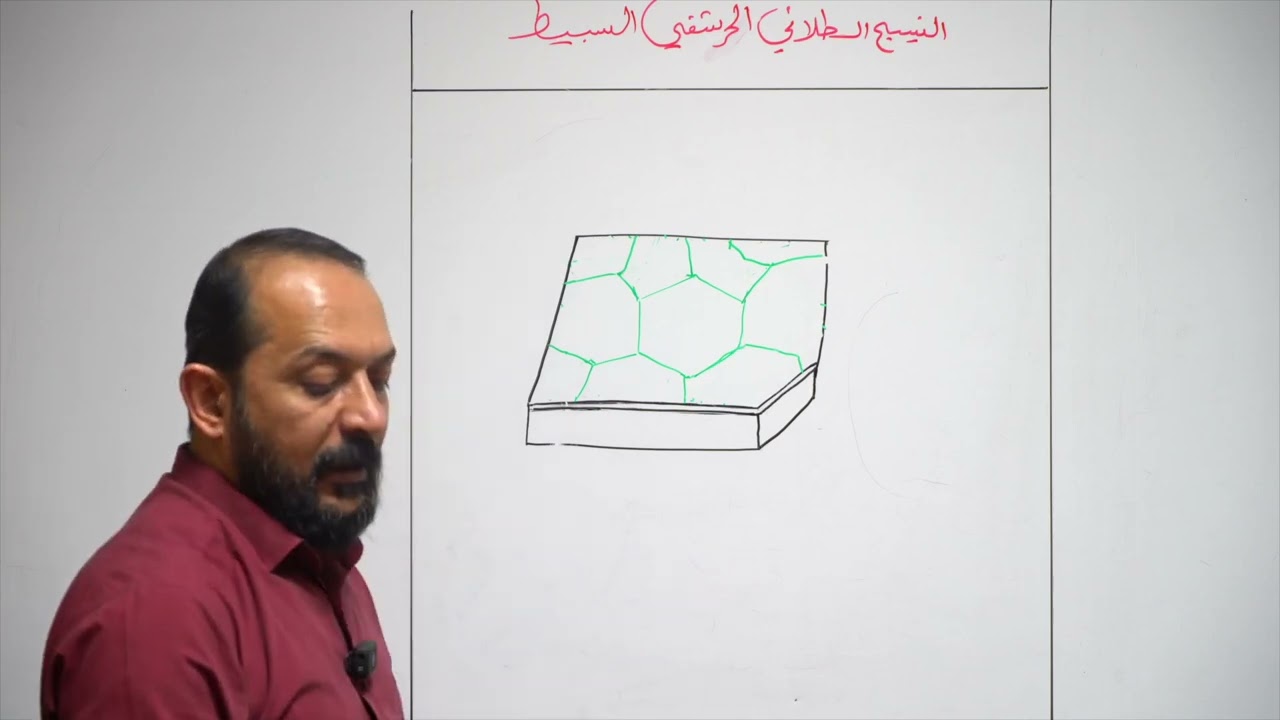 تعلم رسم النسيج الطلائي الحرشفي البسيط