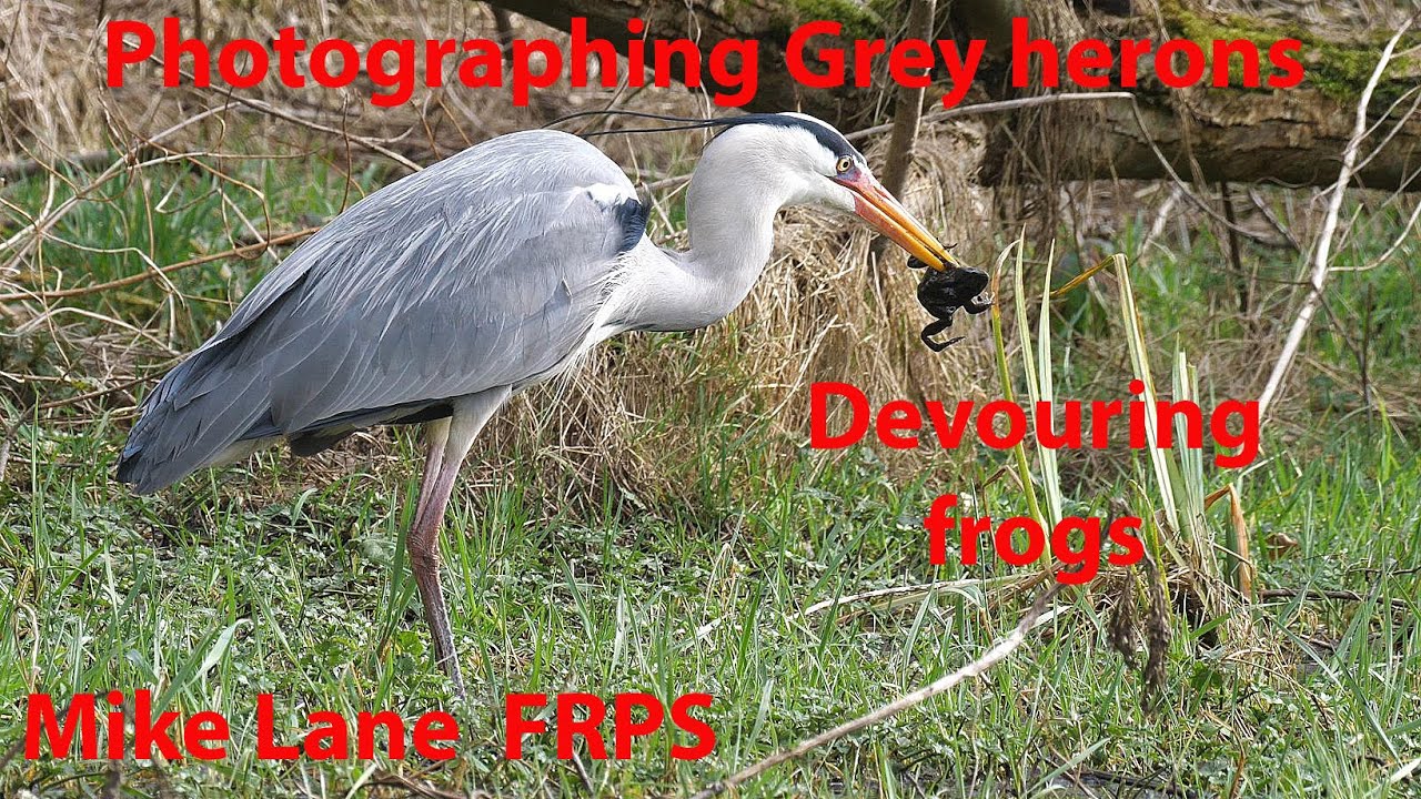 Grey heron devouring frogs