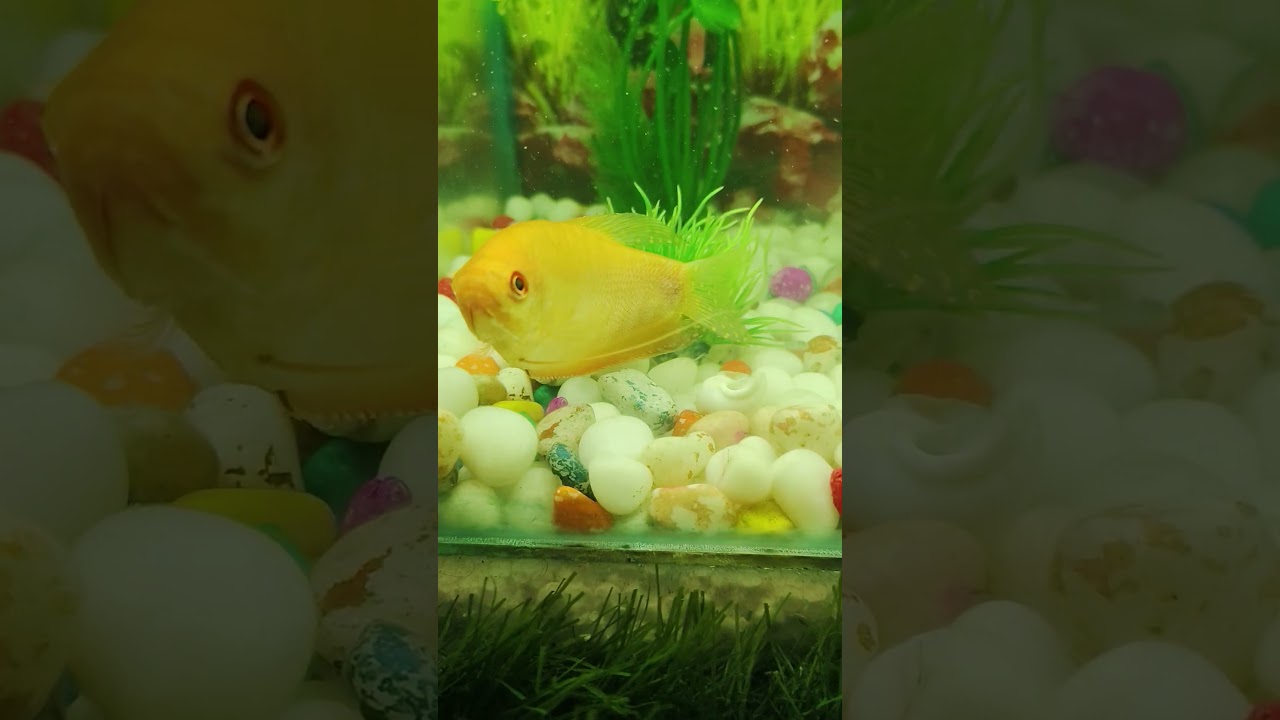 aquarium water crystal clear 