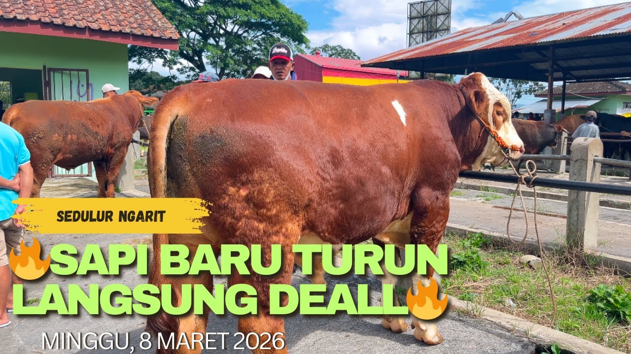 🔥SAPI BARU TURUN LANGSUNG DEAL🔥‼️‼️#sedulurngarit 