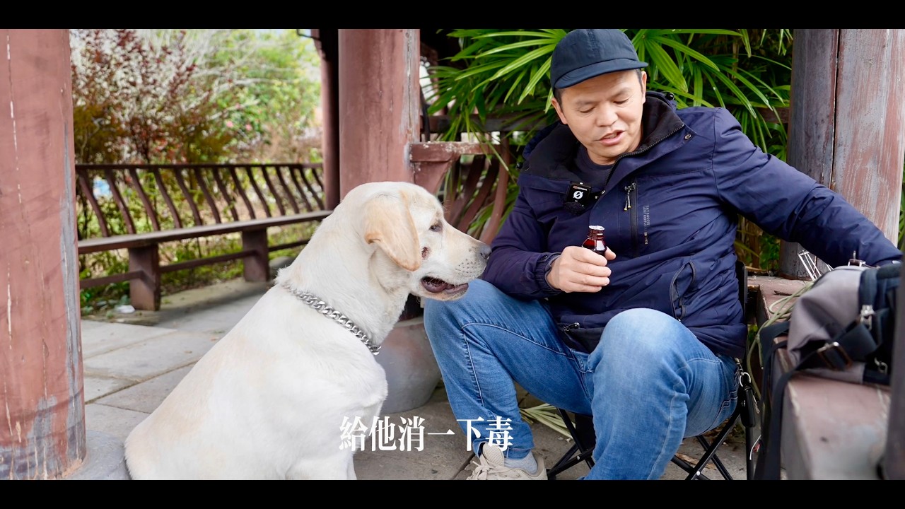 調皮的多多臉被咬破，用碘伏消毒。打算送小狗回農村生活