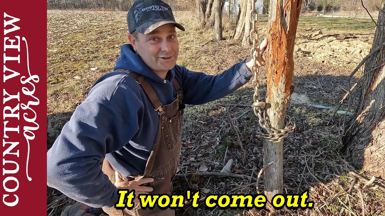 Back to work cleaning out the old fence line - Trees covered in Vines & The Impossible Fence Post