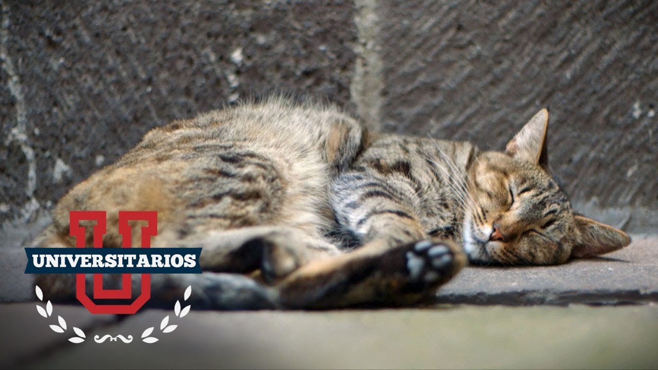 El Claustro de Sor Juana y sus gatos | Universitarios