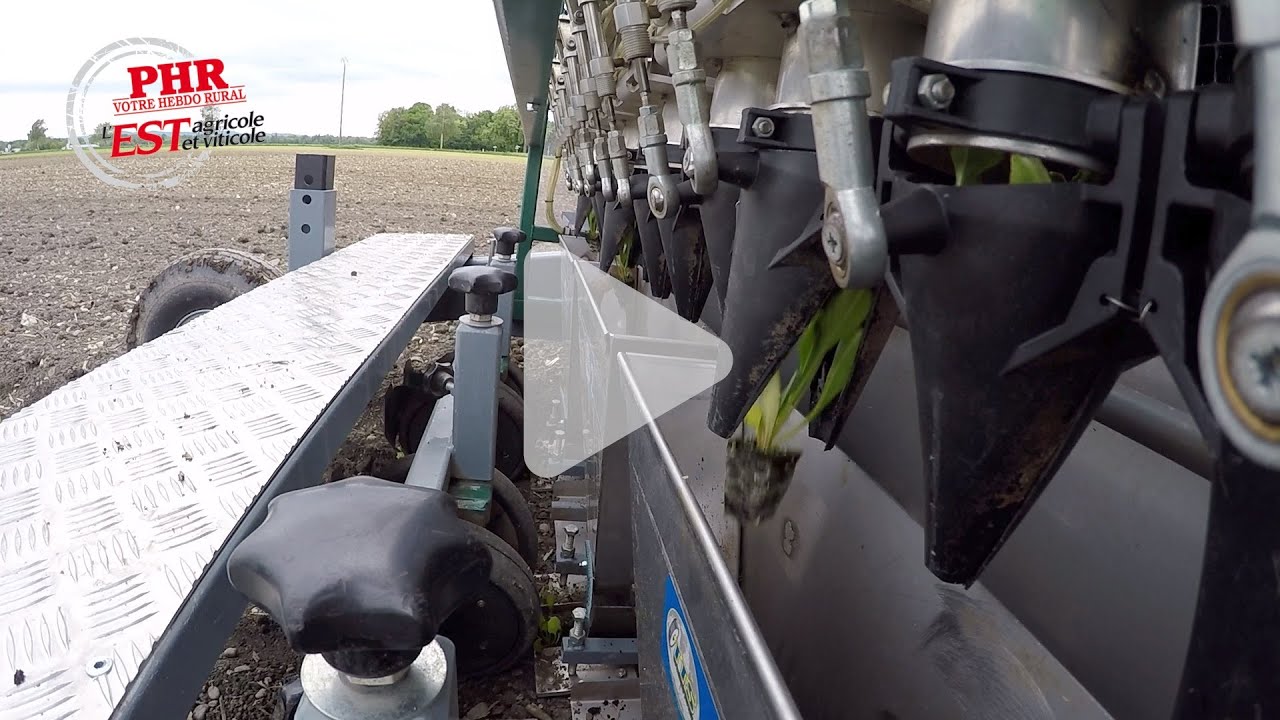 Test de plantation de betteraves bio