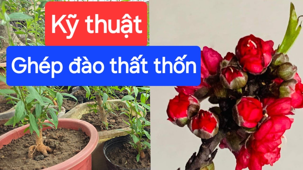 Kỹ thuật ghép đào thất thốn