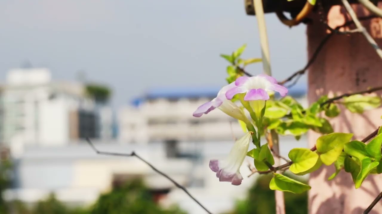 Purple Blooms in the Concrete Jungle: Bangkok Window View | Real Sound