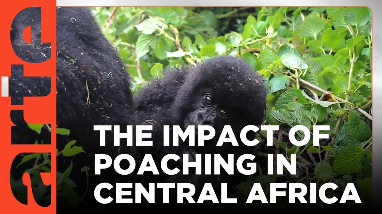 Trafficking Baby Gorillas | ARTE.tv Documentary