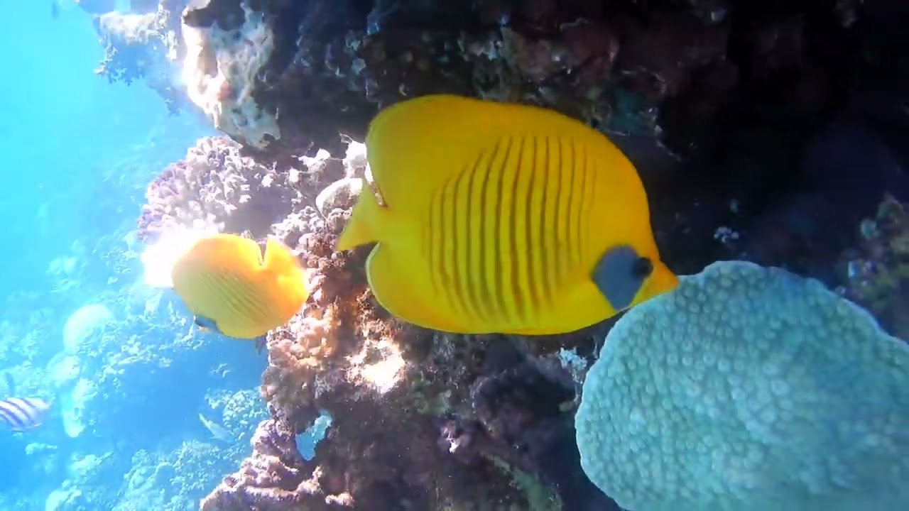 Gorgonia Beach Resort - Marsa Alam, 10/2024
