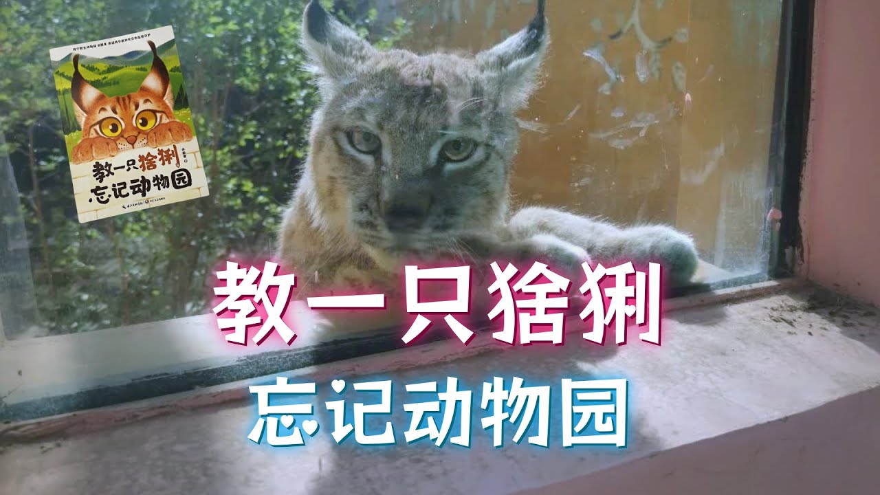 教一只猞猁忘记动物园：猞猁“天线宝宝”救助放归的故事