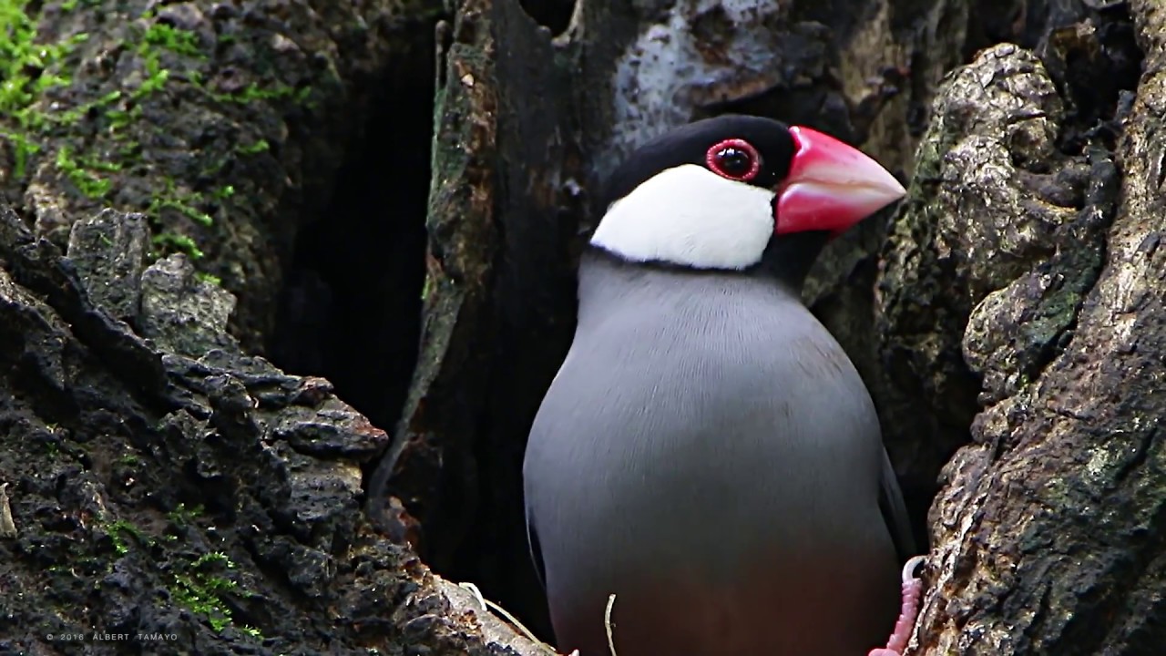 Java Sparrow