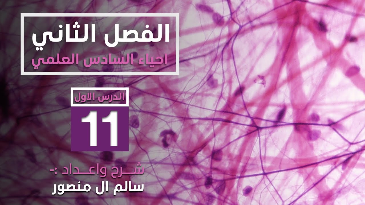 المحاضرة(11) | النسيج العضلي.