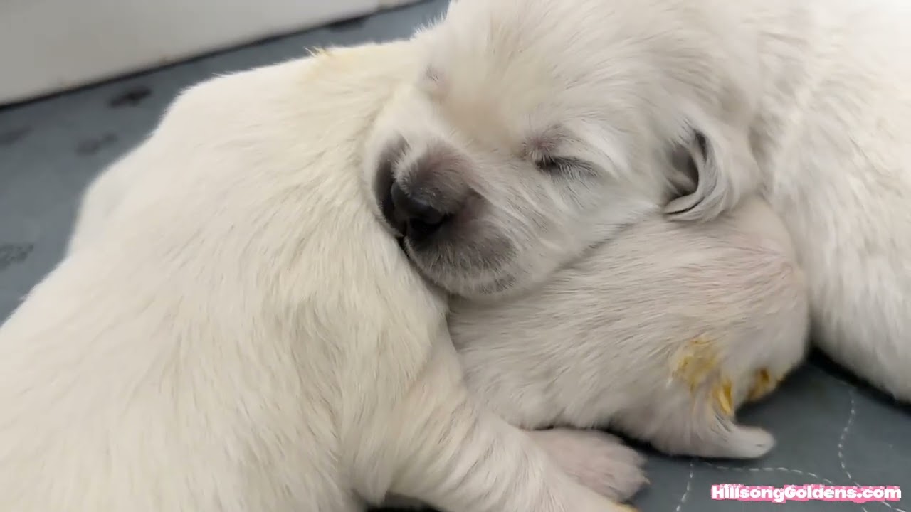 Golden Retriever Puppies at 2 Weeks 🐶 Eyes Opening & Sweet Moments | Lizzy & Finn
