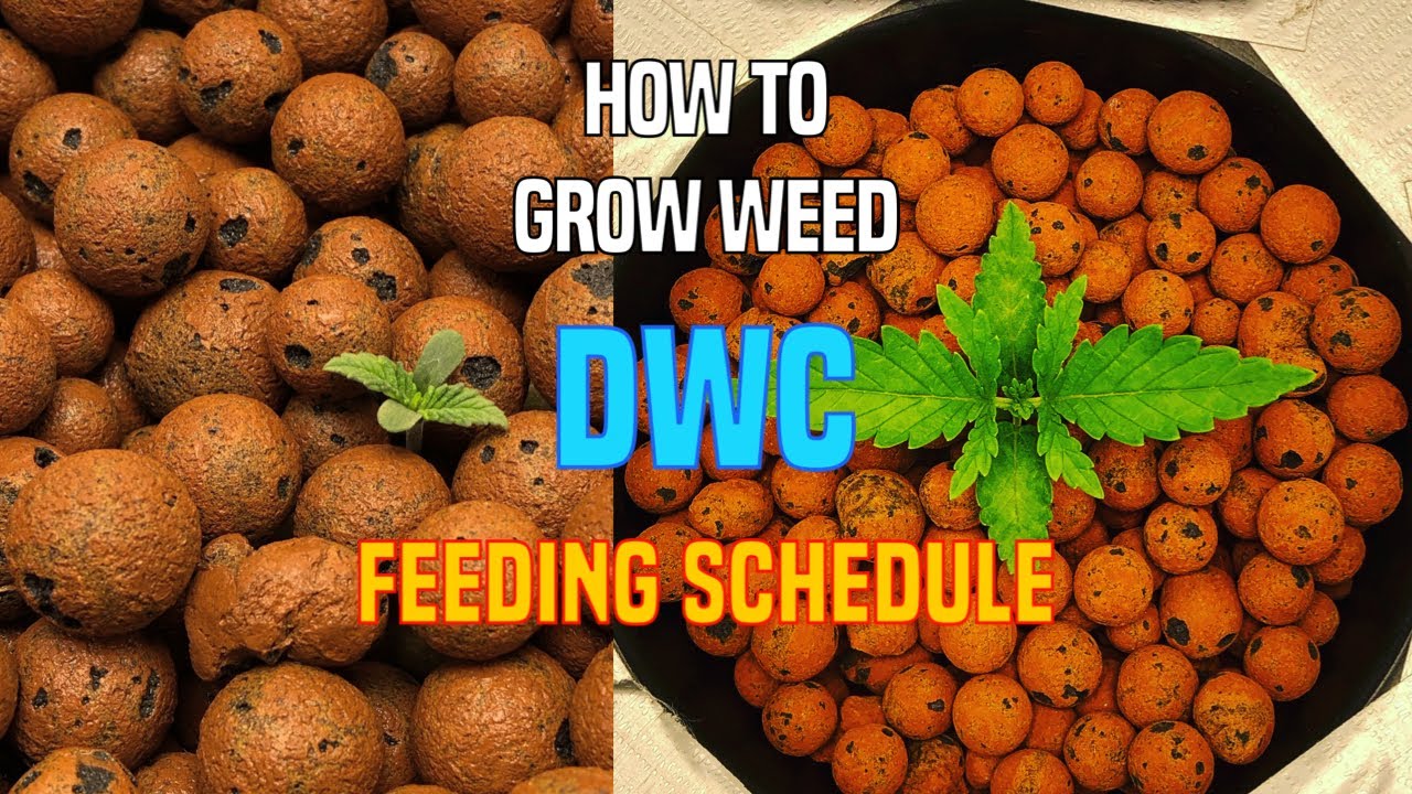 HOW TO GROW WEED - DWC FEEDING SCHEDULE