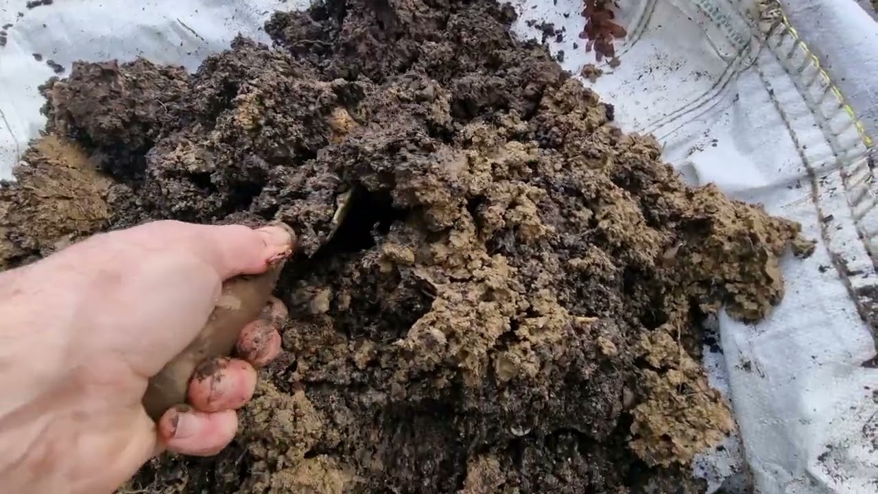 FORGOTTEN POTATO HARVEST SOME FOR TEA 