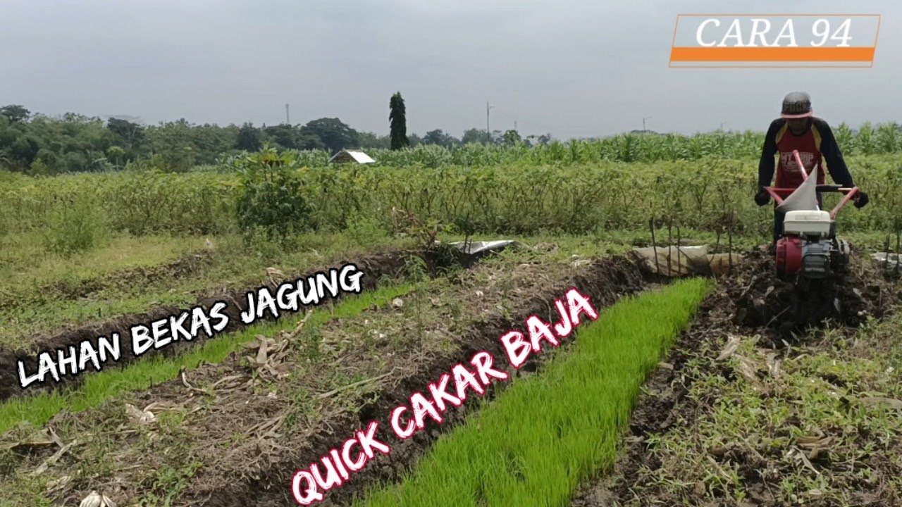 Lahan lengket//quick cakar baja di lahan bekas jagung