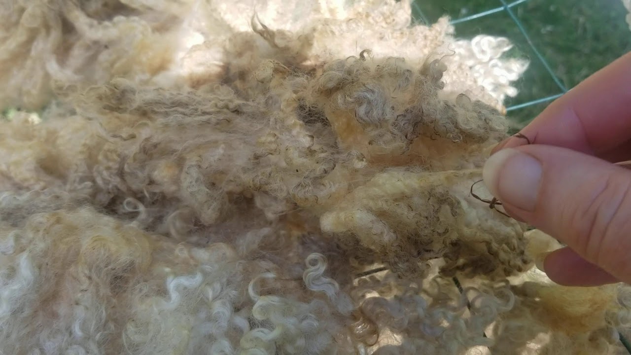 Day 2 processing fleeces Border Leicester