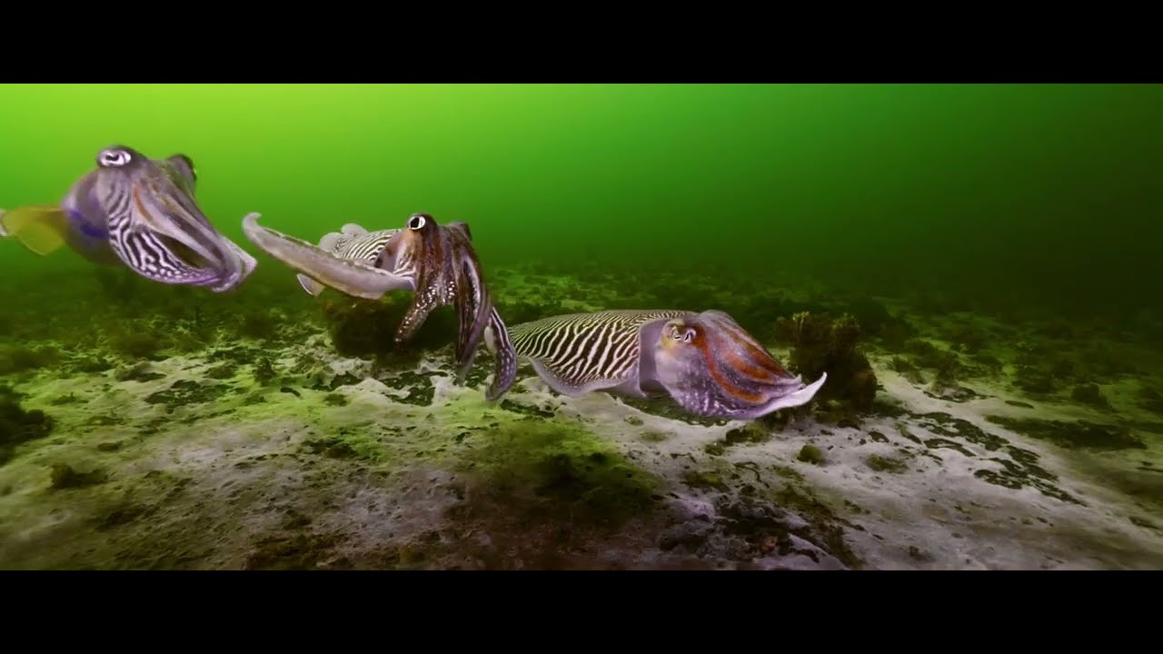 North Sea Nature Untamed | De Wilde Noordzee (trailer) LandxSea Film Fest 2025