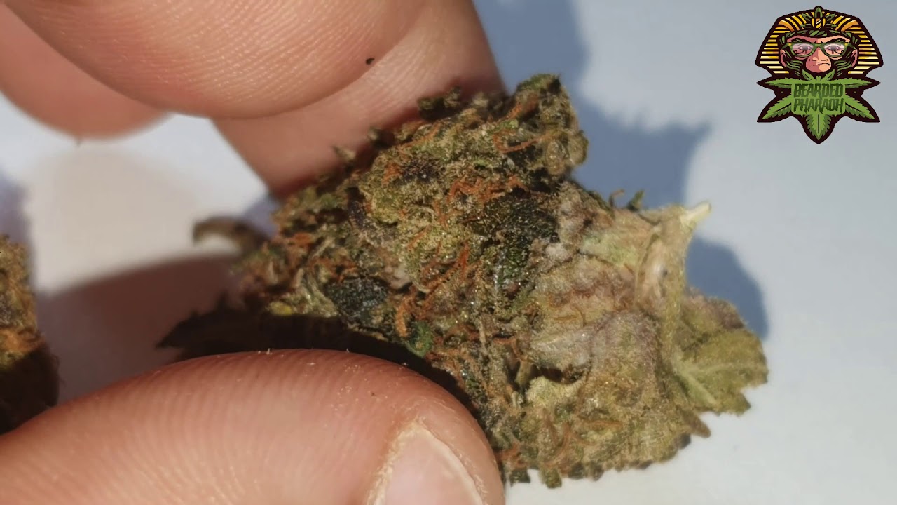 GITTLEZ by Big smokeyz Strain Pre-Review