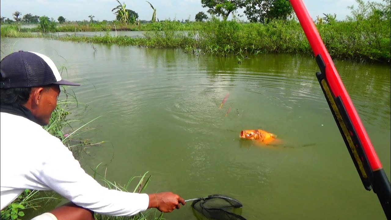 SENANG CAMPUR TAKUT rasanya,, Mancing dapat ikan mas sebesar ini 