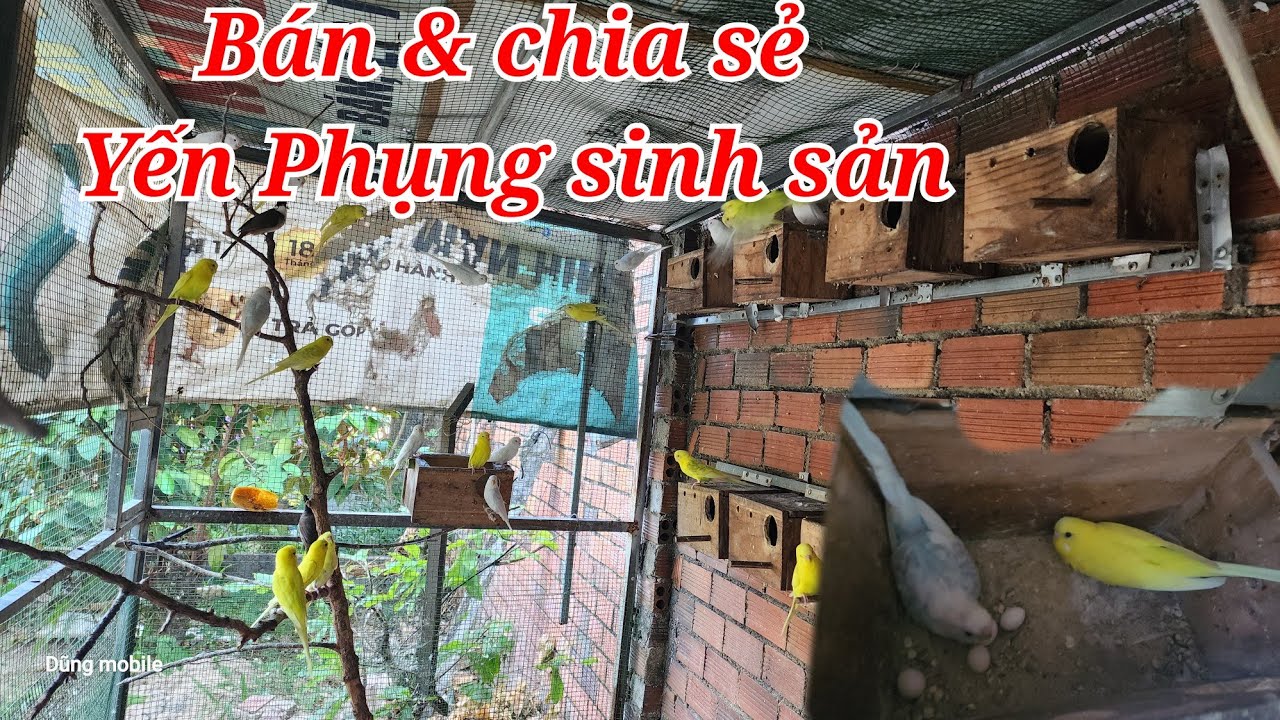 Yến phụng sinh sản. Avi nuôi chim. Avi đẹp
