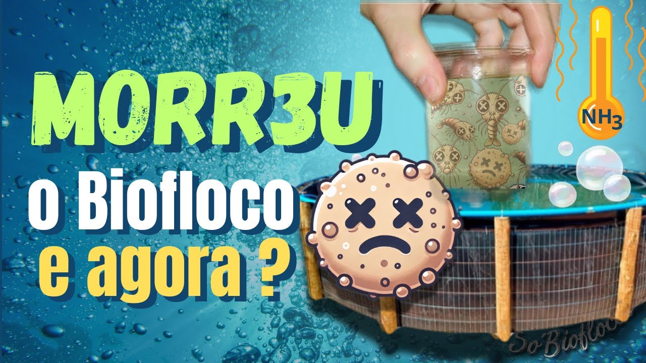 DESCUBRA O QUE FAZER QUANDO O BIOFLOCO MORRE NO TANQUE! @SoBioflocos