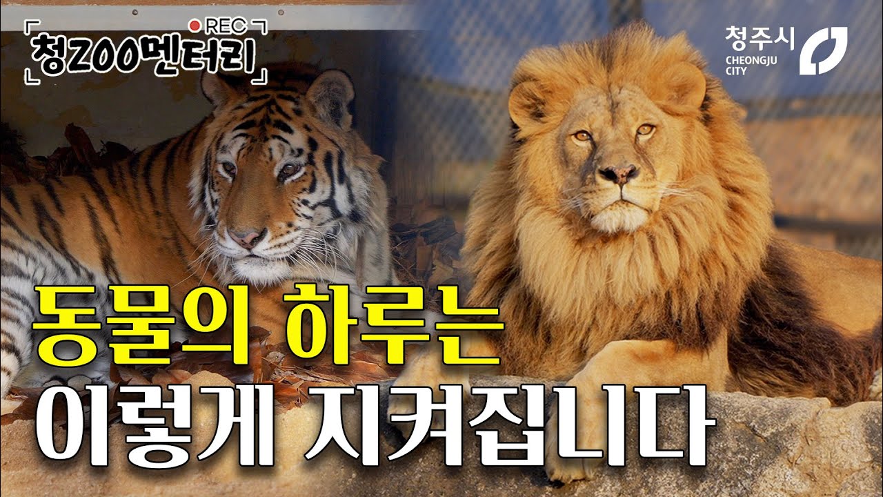 청주동물원 사자 바람이, 호랑이 이호, 아기 동물들의 겨울 일상 리얼 브이로그