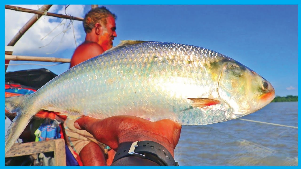 Amazing Fast Hilsa Fishing Skill PART 86   Catching Hilsa Fish Big in the River