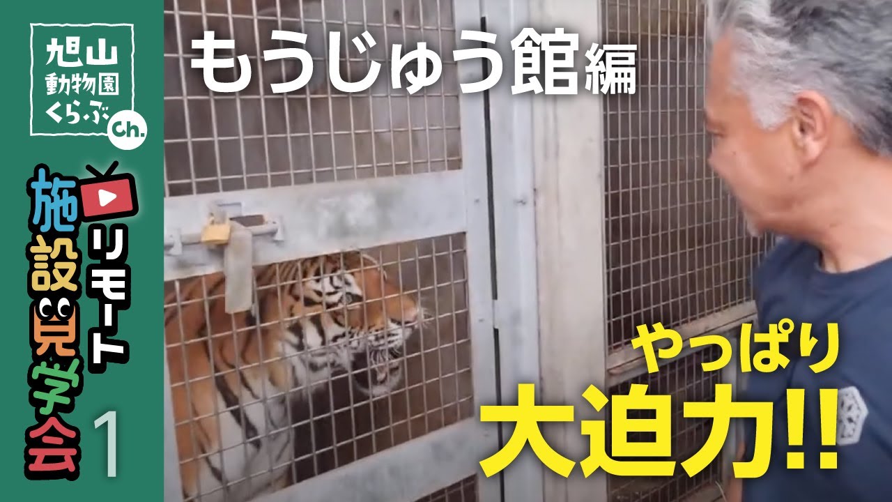 【フルVer】旭山動物園もうじゅう館バックヤードに潜入！｜リモート施設見学会'20年7月12日