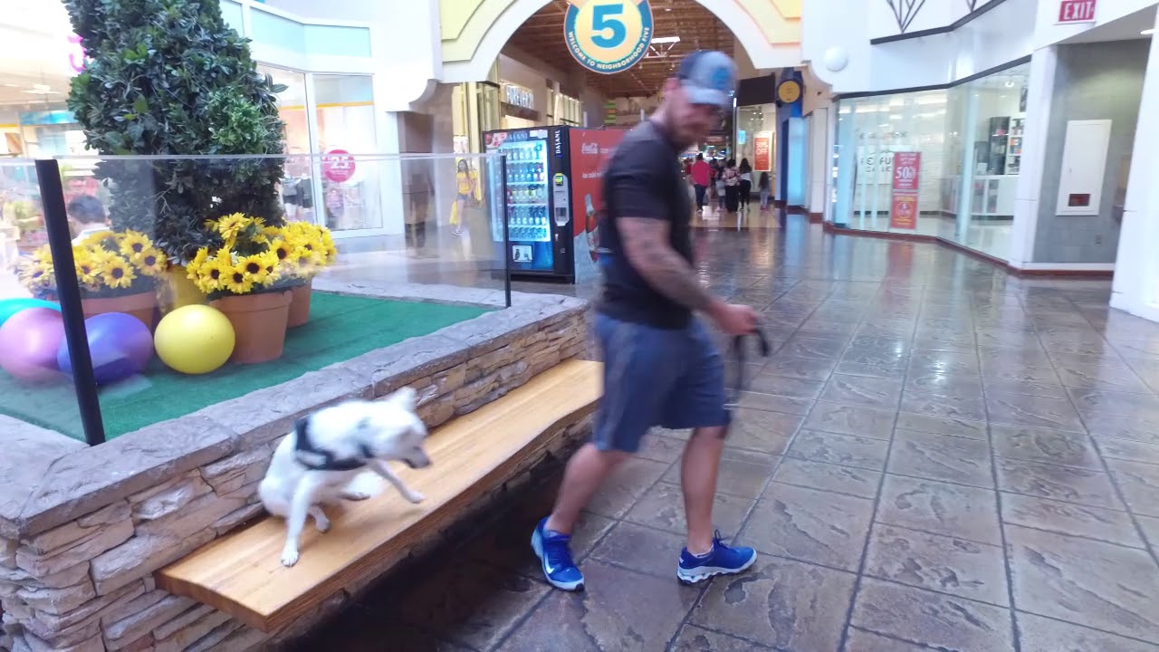 Giulia 1 yo American Eskimo Best Arizona Dog Trainers