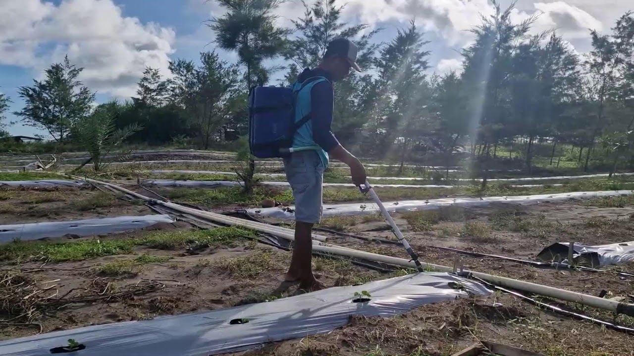 GENIUS TRICK: FERTILIZING WATERMELON SEEDLINGS EASILY WITH CREATIVE TOOLS! - Agriculture Farming