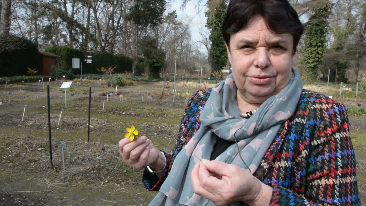 Geofity – zwiastuny wiosny / dr Hanna Werblan-Jakubiec