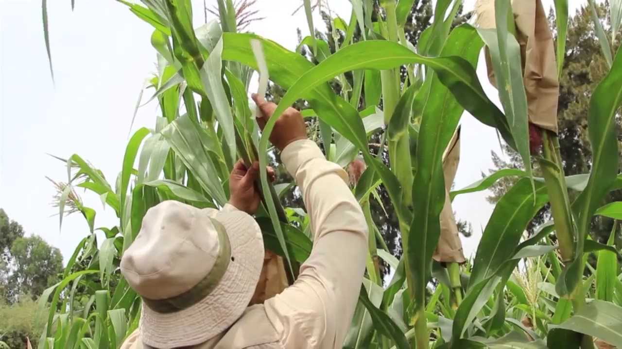 Produccion de Maíz Híbrido