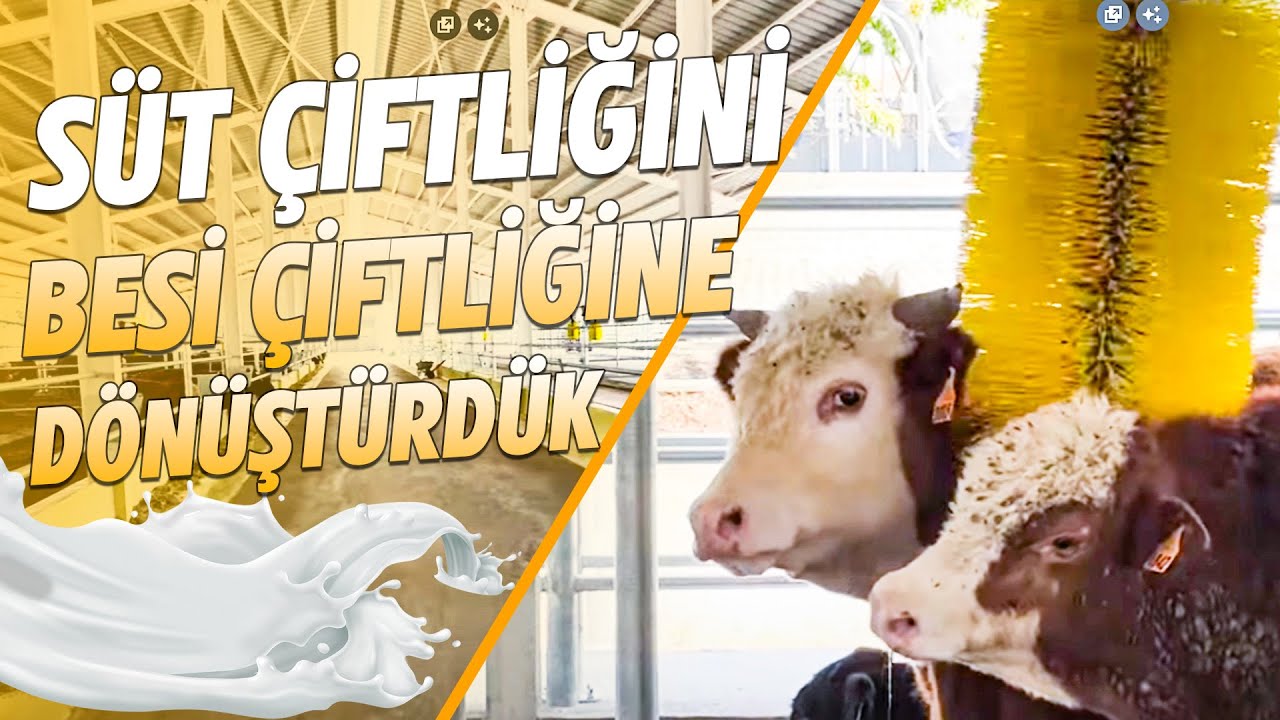 SÜT ÇİFTLİĞİNİ BESİ ÇİFTLİĞİNE DÖNÜŞTÜRDÜK