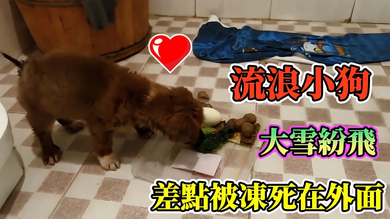 戶外大雪紛飛，流浪小狗🐕差點凍死在外面...... #動物的迷惑行為  #養動物的樂趣  #動物的心思都寫在臉上