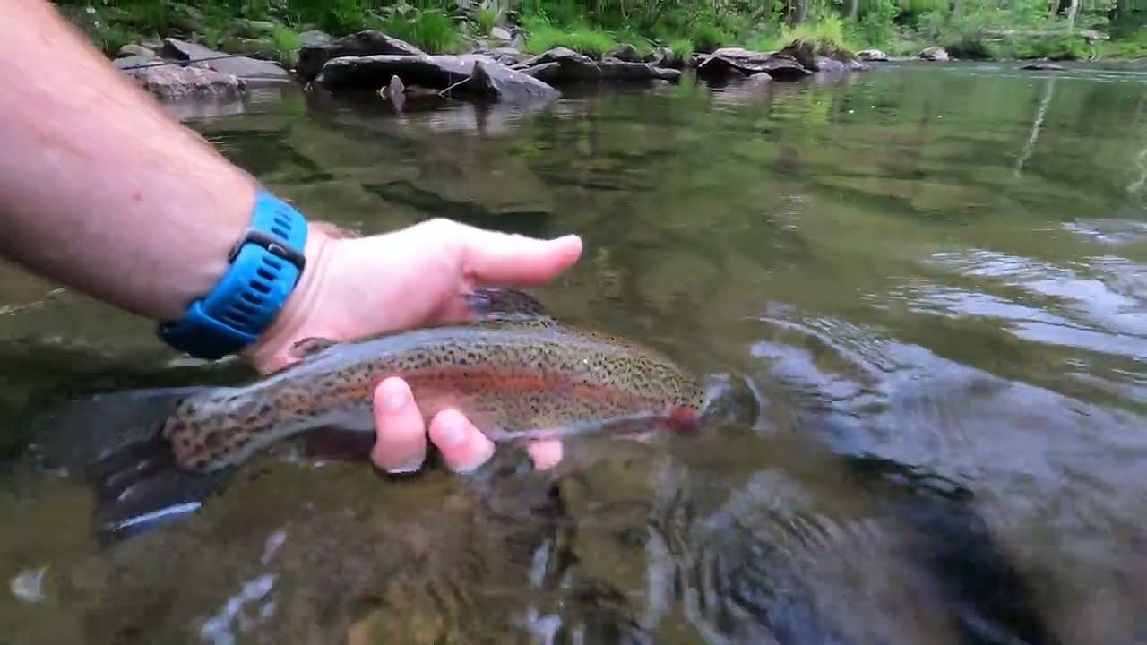 Non-Stop Action: Contact Nymphing on the TELLICO RIVER