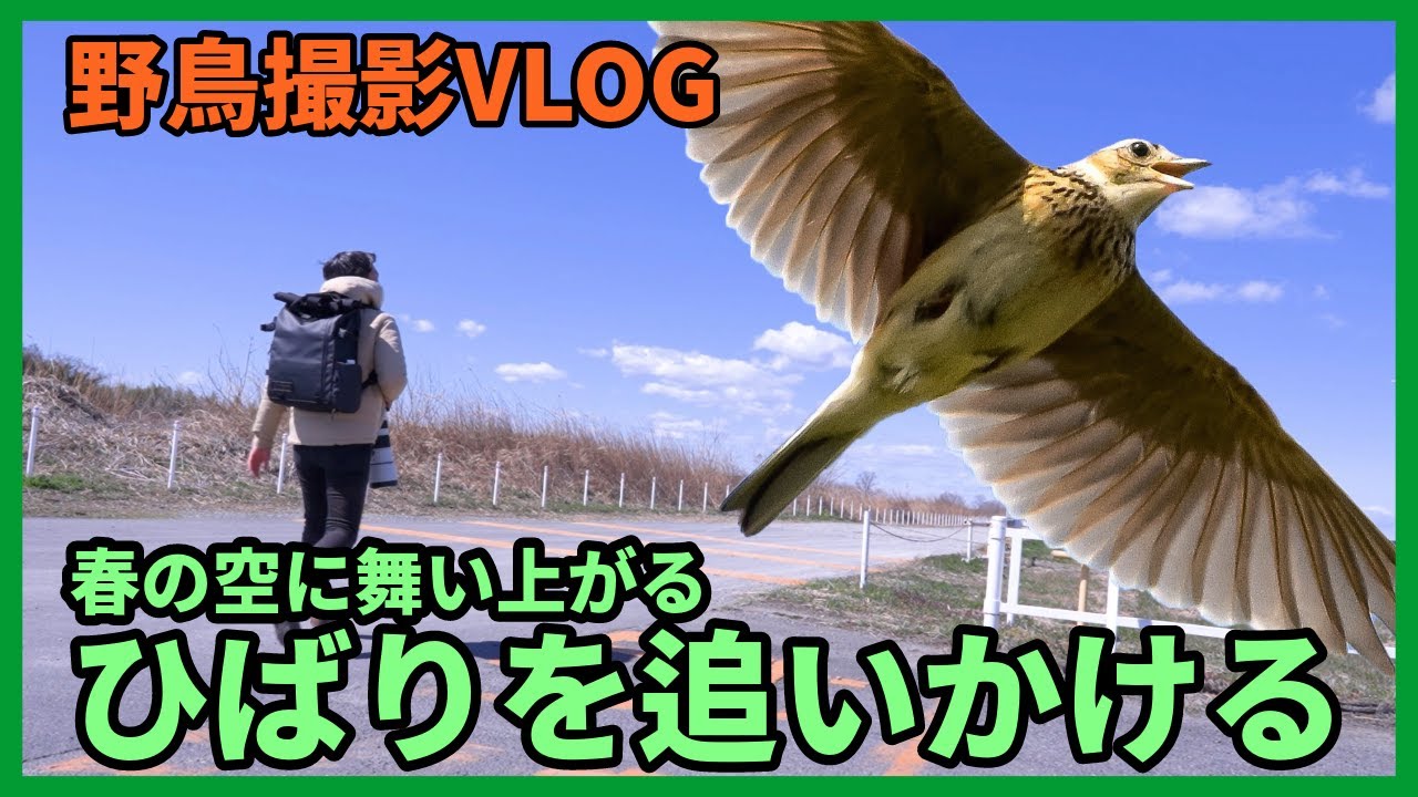 野鳥撮影Vlog「わがゆくは 赤旗塚や 揚雲雀」 荒川太郎右衛門自然再生地を歩く | ヒバリ、モズ、ハイタカなど | skylark, Birding in Japan, SONY α1