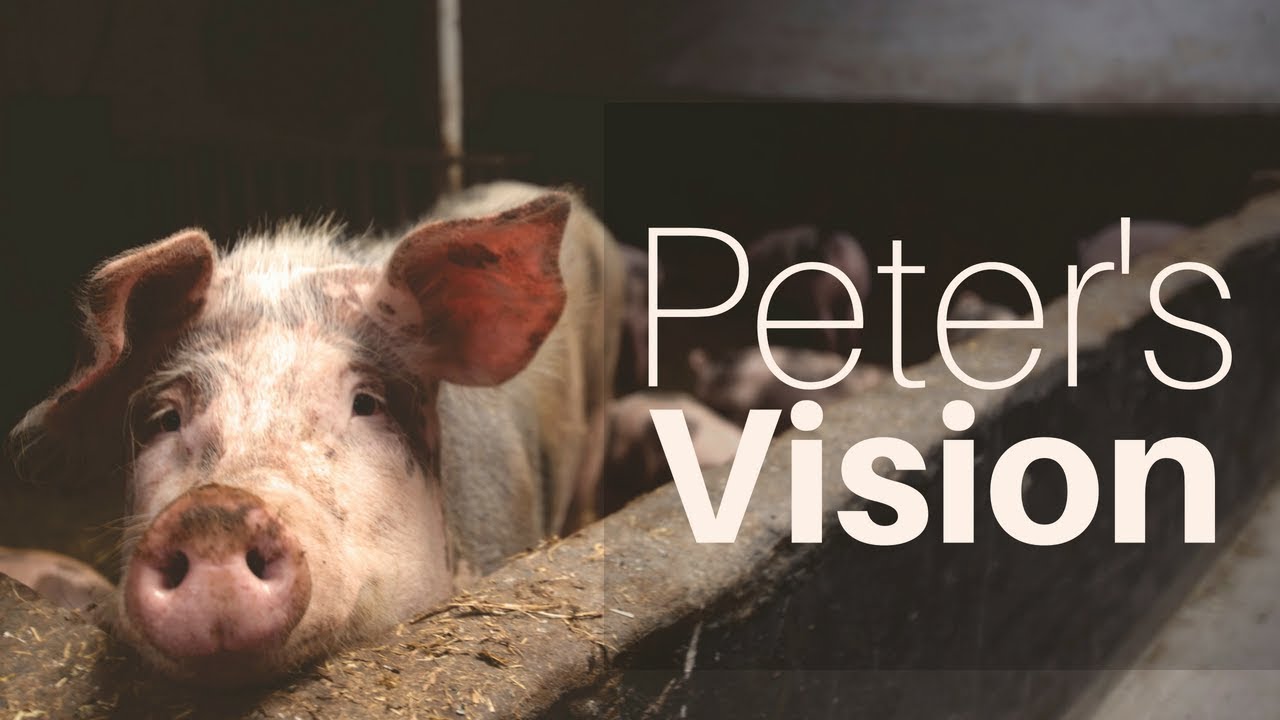 Understanding Peter's Vision