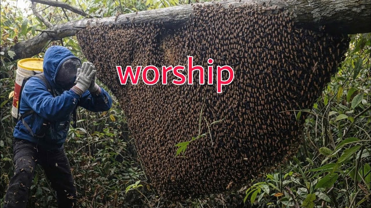 Harvesting Wild Honey From A Giant Bee Swarm In The Forest!